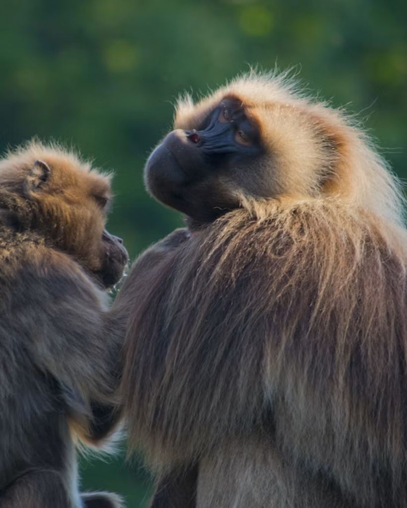 Macacos-gelada nas Montanhas Simien